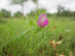 Imagem de Vicia lathyroides L.