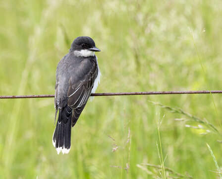 Image of Eastern Kingbird