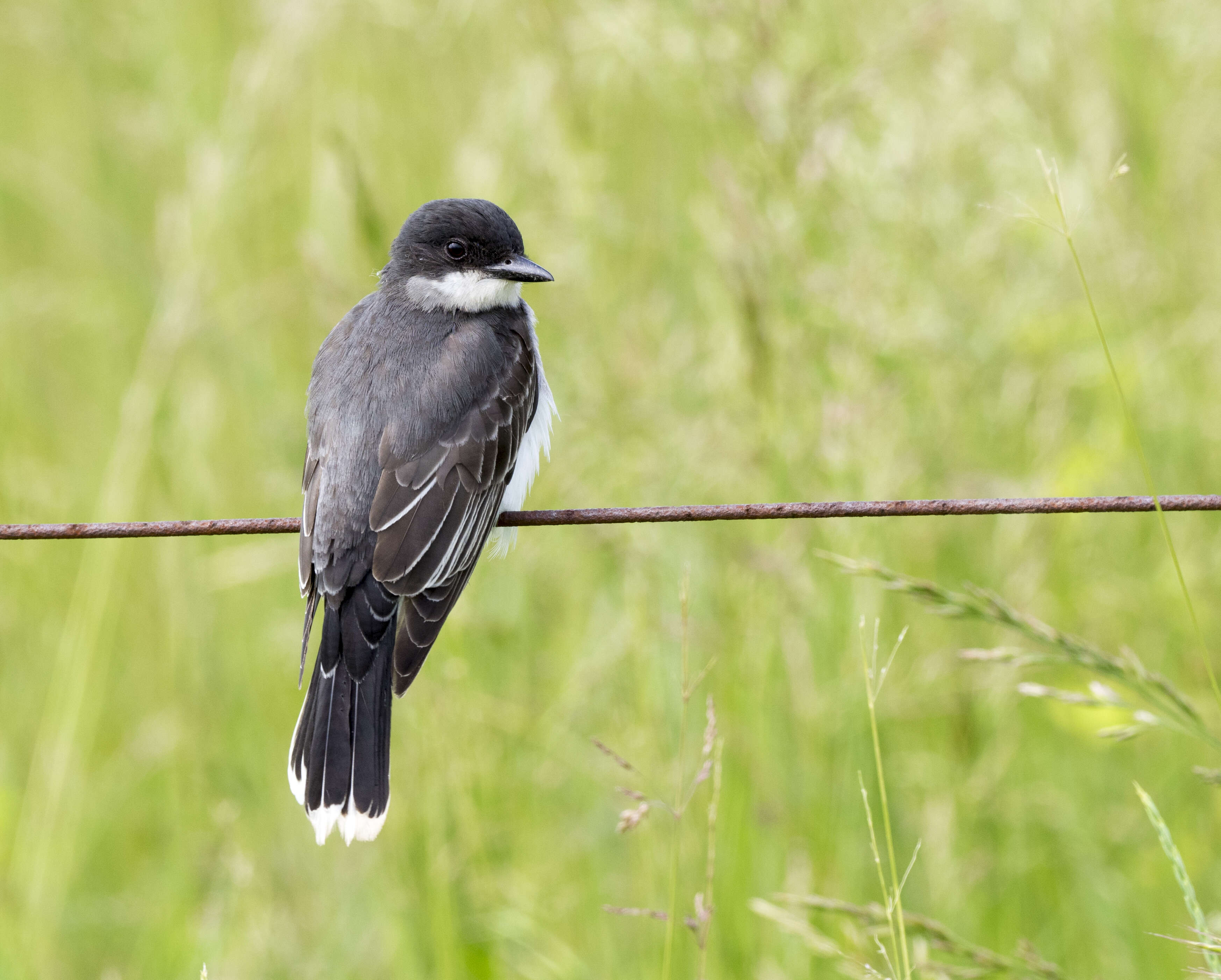 Image of Eastern Kingbird