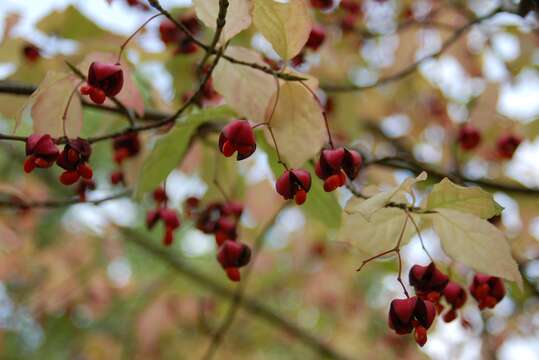 Image of Siberian Spindle