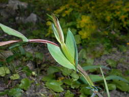 Image of Lathyrus pisiformis L.