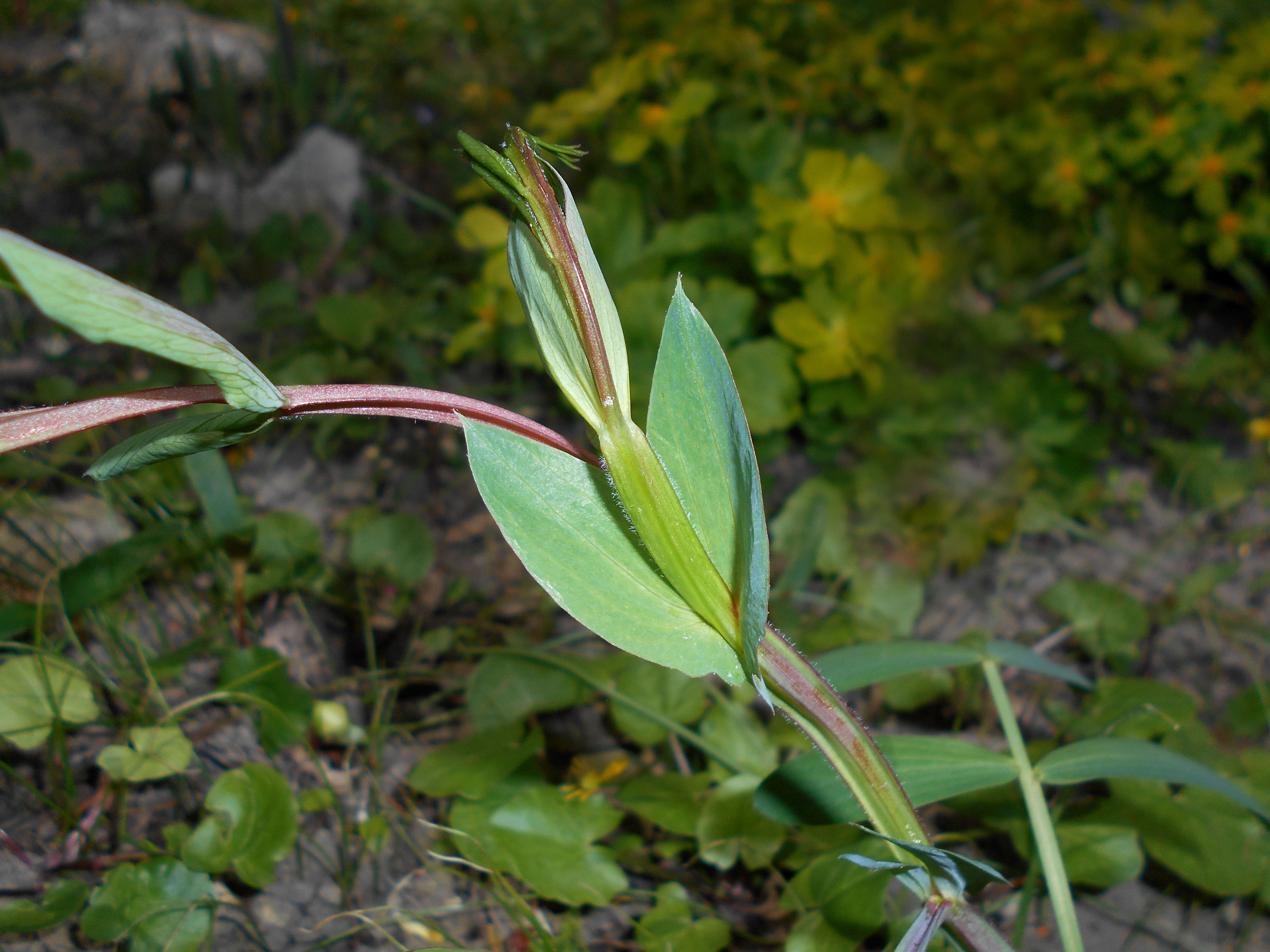 Image of Lathyrus pisiformis L.