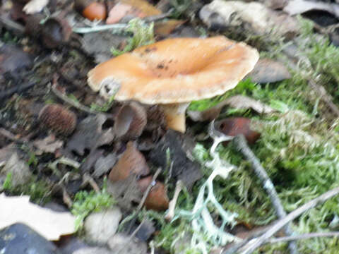 Image of Lactarius salmonicolor R. Heim & Leclair 1953