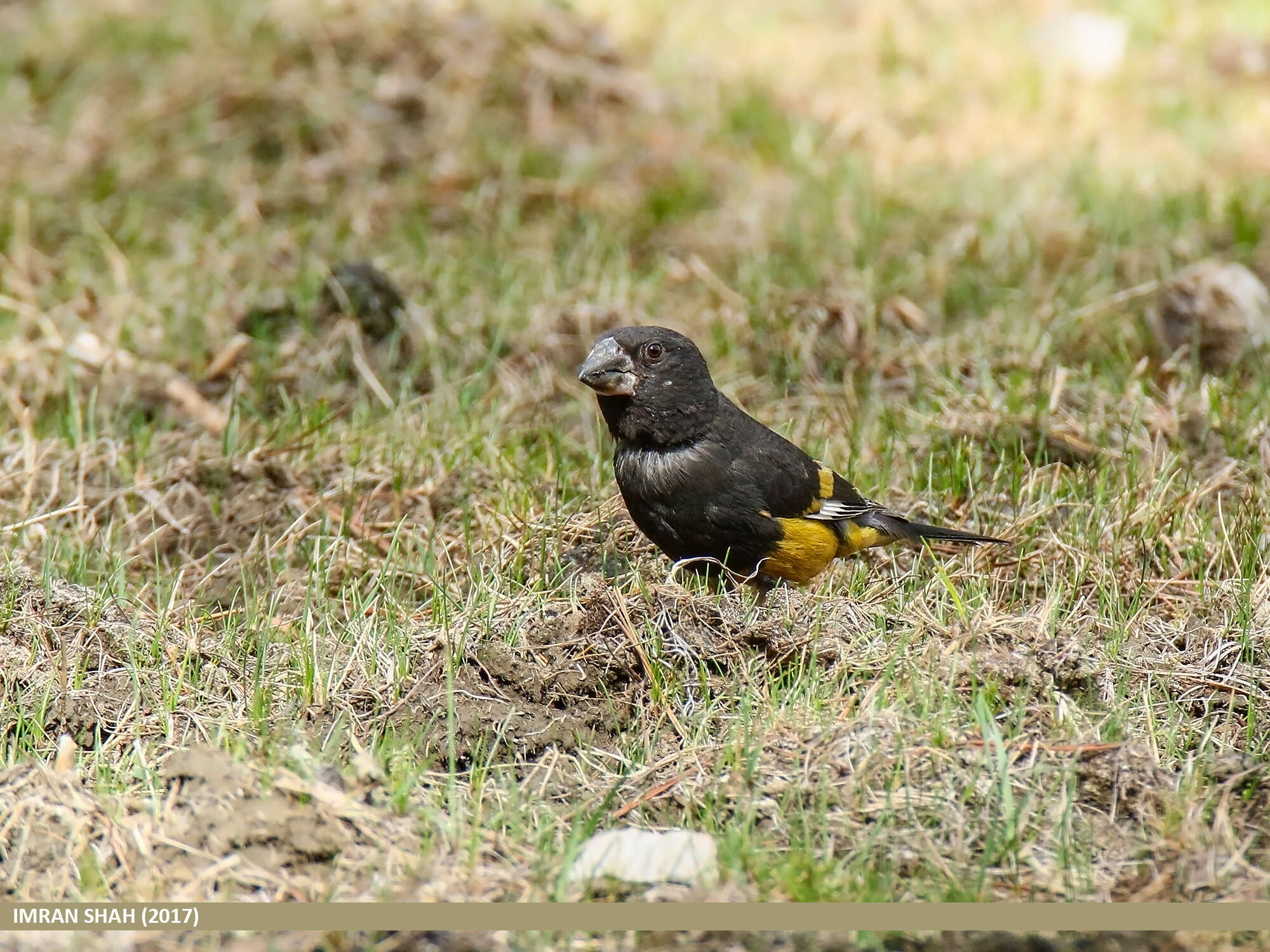 Image of White-winged Grosbeak