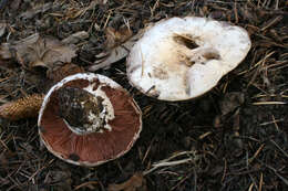 Imagem de Agaricus bitorquis (Quél.) Sacc. 1887