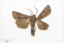 Image of Ichneutica erebia