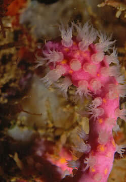 Imagem de Alcyonium coralloides (Pallas 1766)