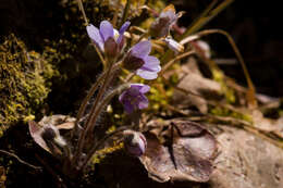 Image of roundlobe hepatica