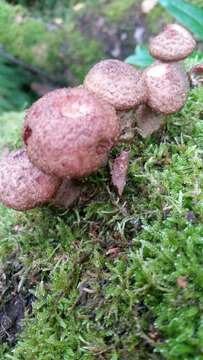 Image of Armillaria ostoyae (Romagn.) Herink 1973