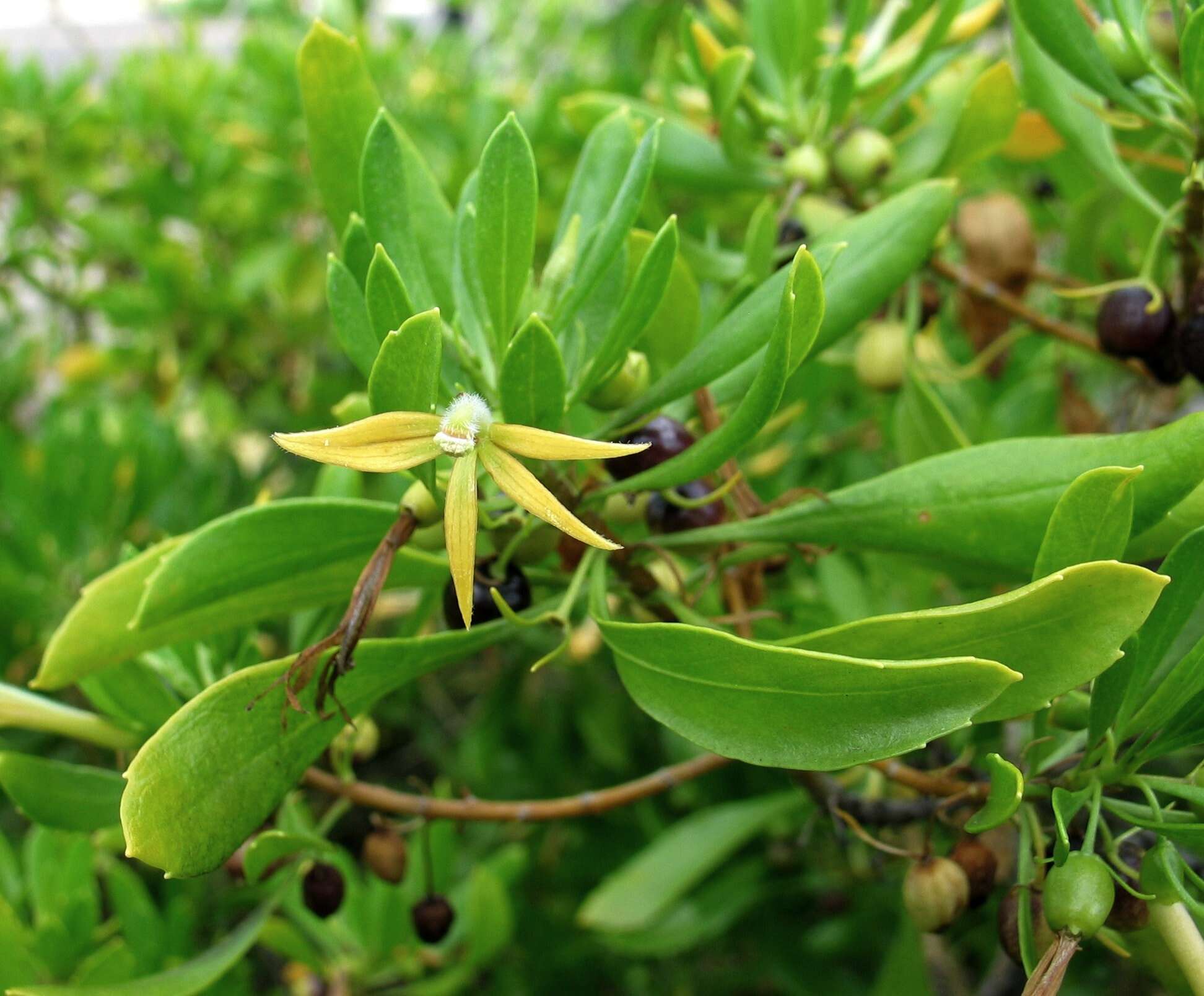 Image of ridgetop naupaka