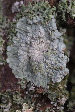 Image of diploicia lichen