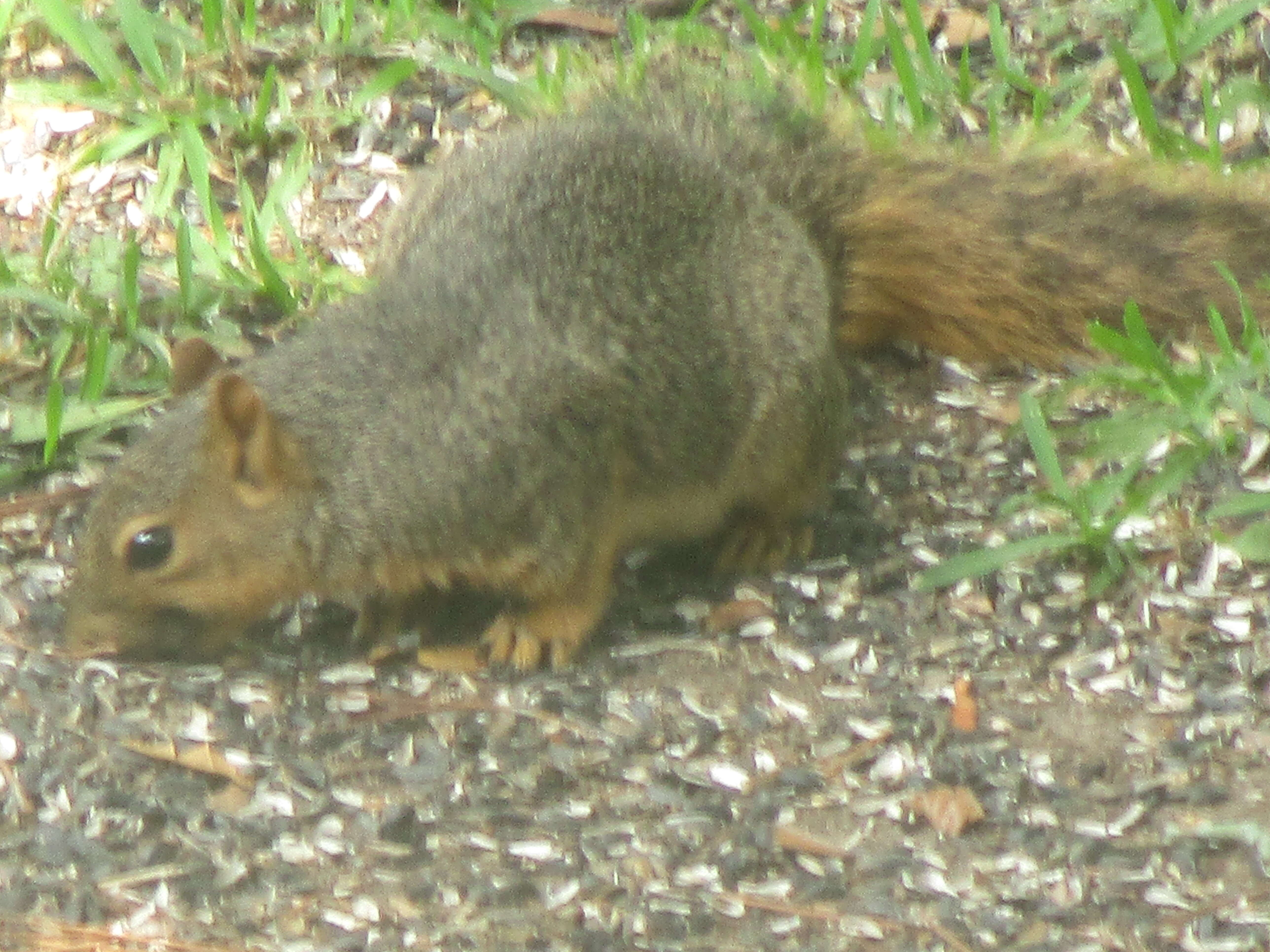 Image of Sciurus subgen. Sciurus Linnaeus 1758