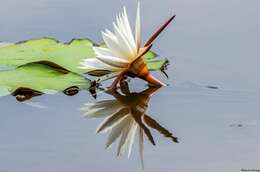 Image of waterlilies