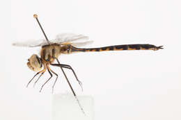 Image of Sentry Dragonfly