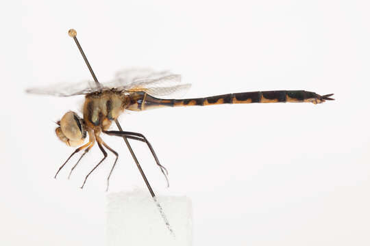 Image of Sentry Dragonfly