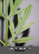 Image of little-leaf angelica