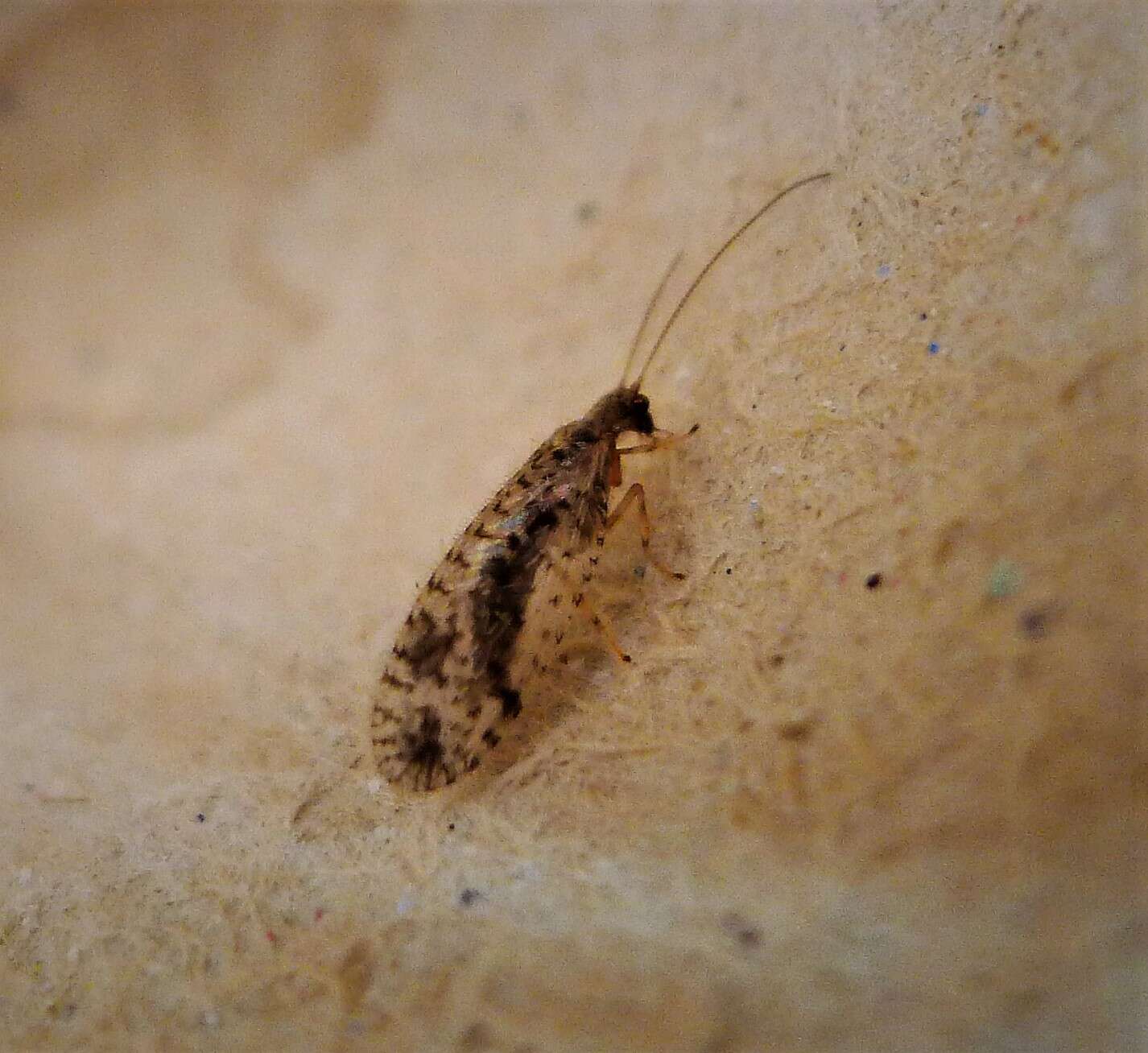 Image of Brown lacewing