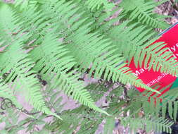 Image of swordfern