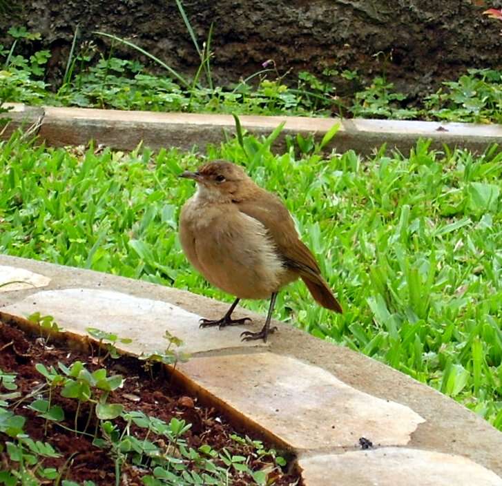 Image of Rufous Hornero