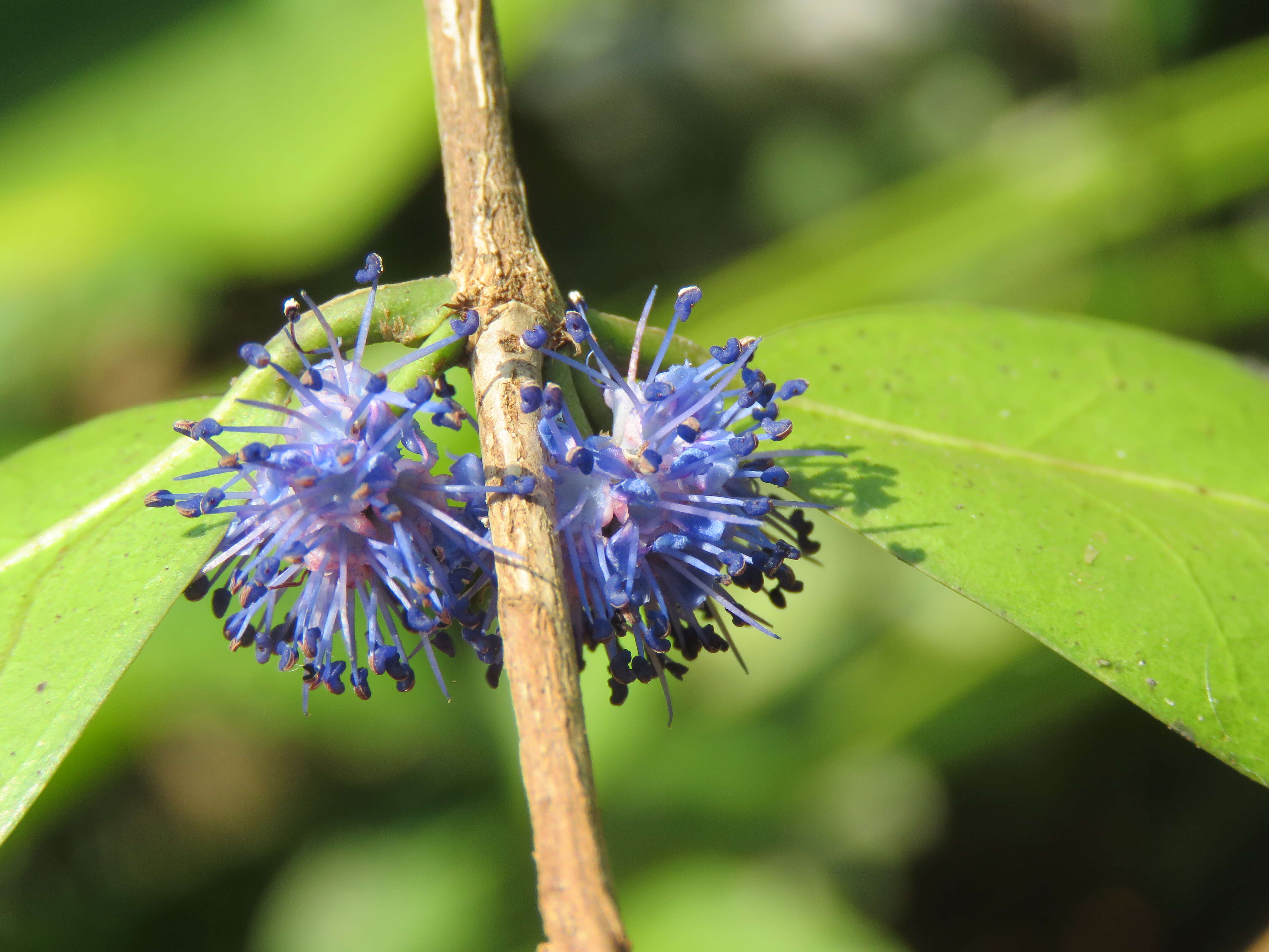 Image of Memecylon umbellatum Burm. fil.