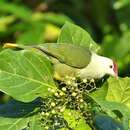 Image of Kosrae Fruit Dove