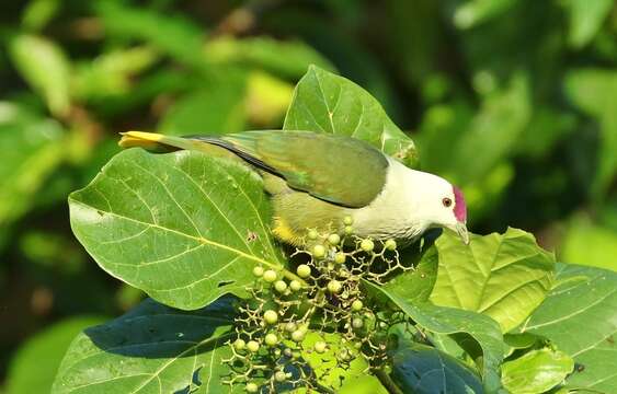 Image of Kosrae Fruit Dove