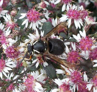 Image of Bald-faced Hornet