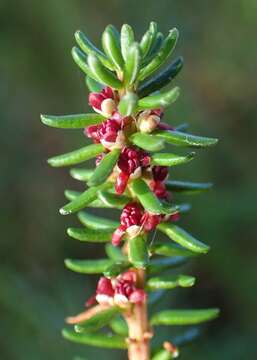 Image of black crowberry