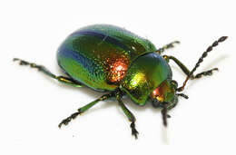 Image of Chrysolina fastuosa