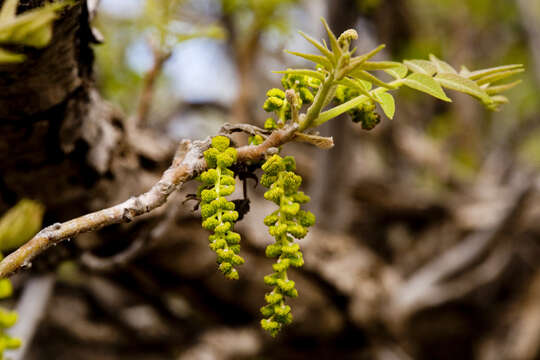 Image of Arizona walnut