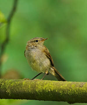 Image of Common Chiffchaff