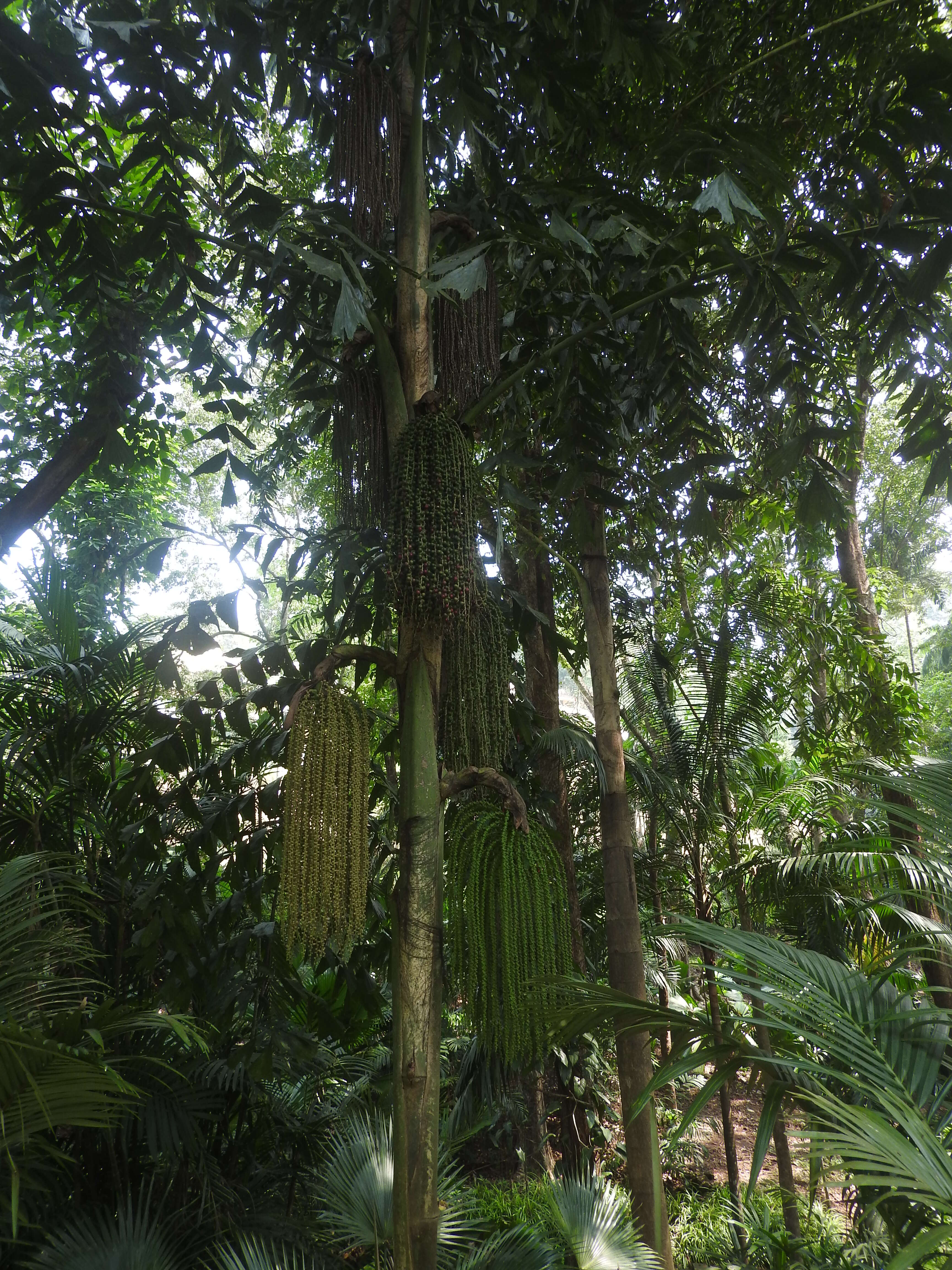 Image of Burmese fishtail palm