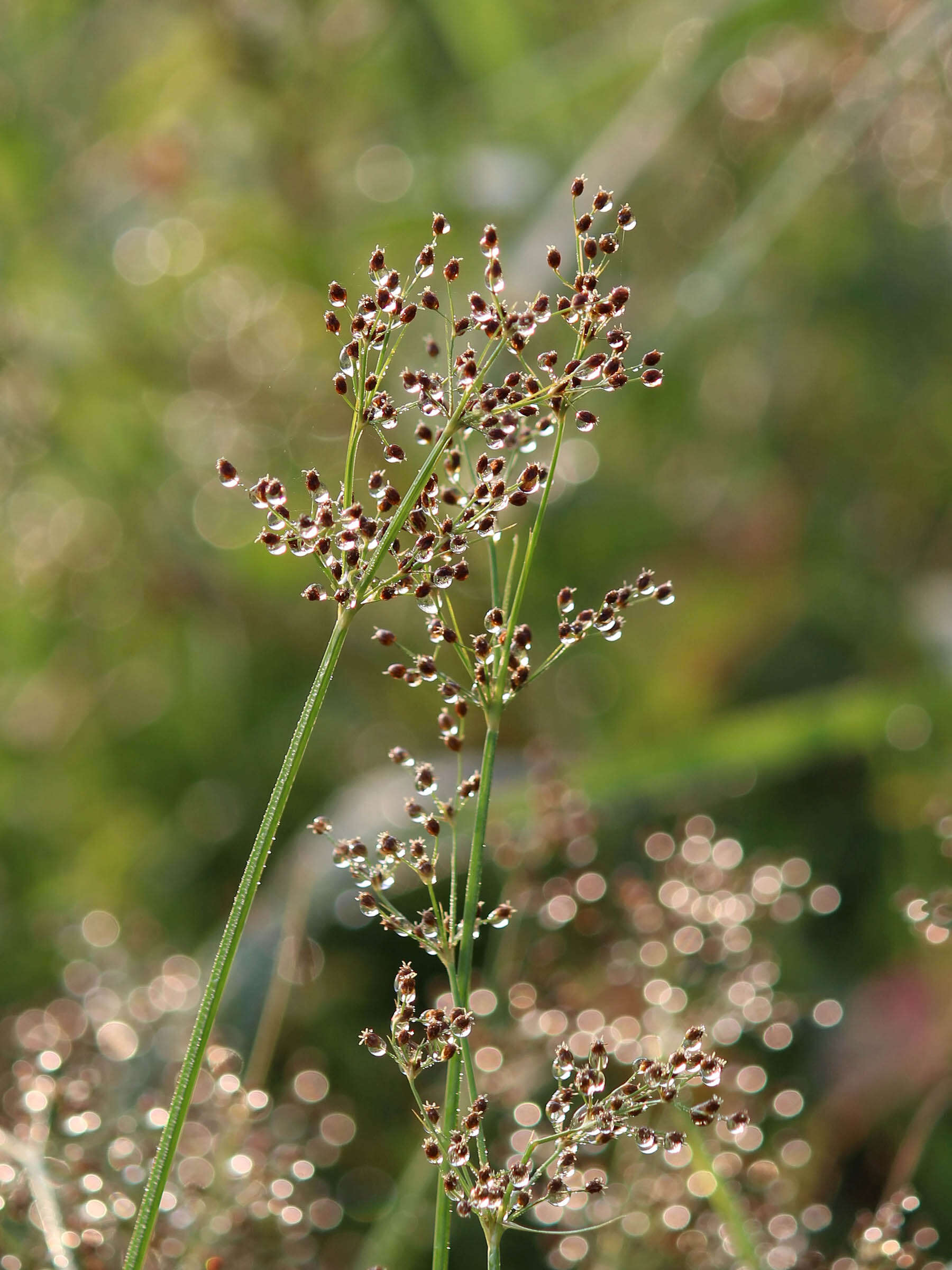 Imagem de Fimbristylis quinquangularis subsp. quinquangularis