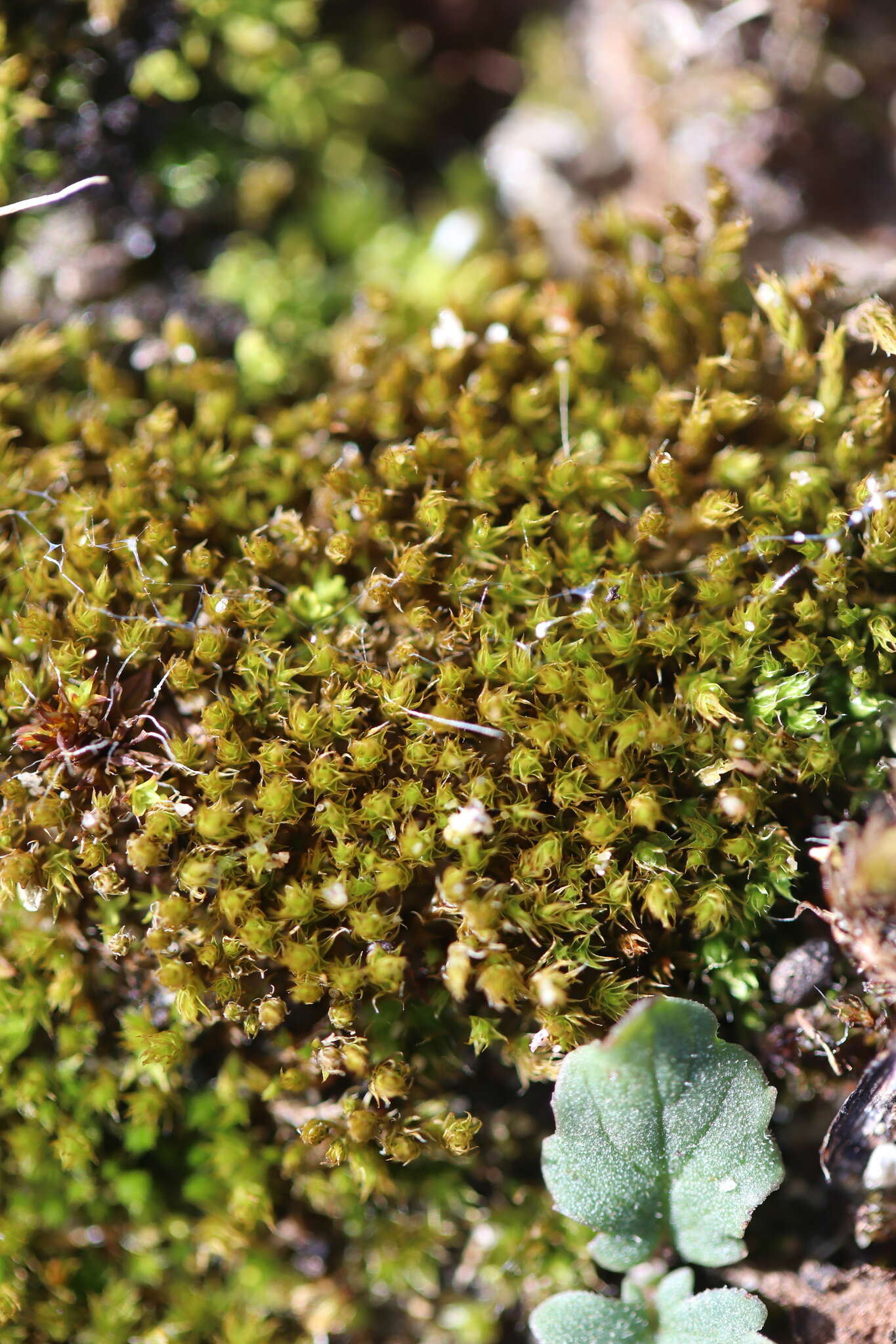 صورة Syntrichia ruralis Weber & D. Mohr 1803