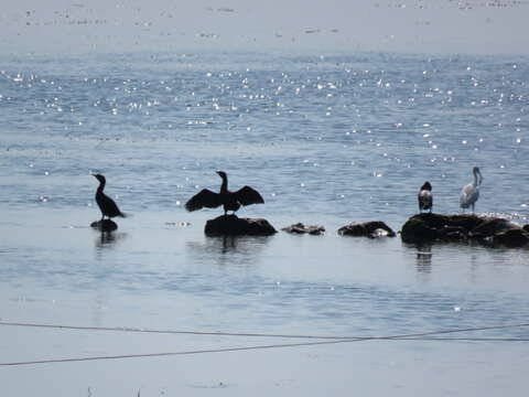 Image of Pygmy Cormorant