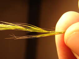 Image of rat's-tail fescue