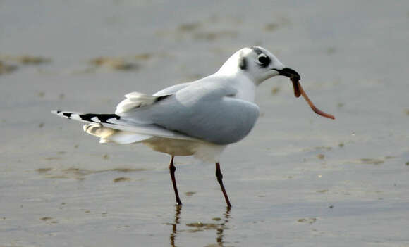 Image of Saunders's Gull