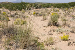 Image of mesa dropseed