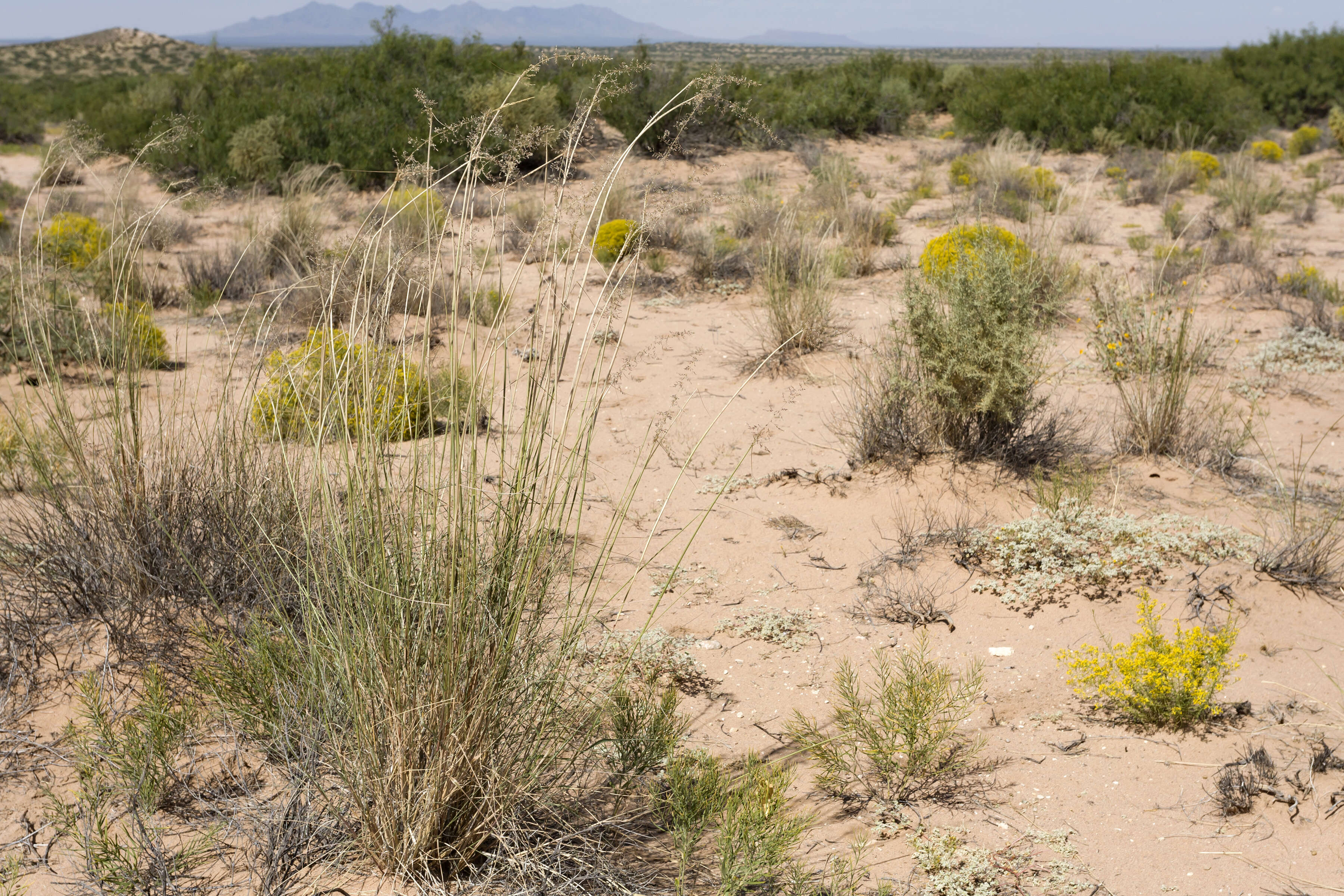 Image of mesa dropseed