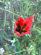 Image of Tulipa systola Stapf