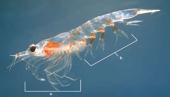 Image of Meganyctiphanes Holt & Tattersall 1905