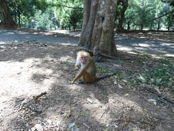 Imagem de Macaca sinica (Linnaeus 1771)