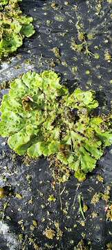 Image of common liverwort