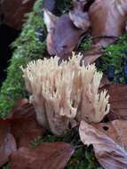 Image de Ramaria stricta (Pers.) Quél. 1888