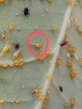 Image of Aphid