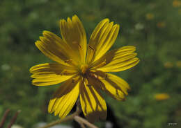 Image of endive daisy