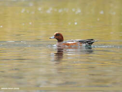 Image of Eurasian Wigeon