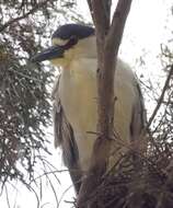 Image of Night Herons