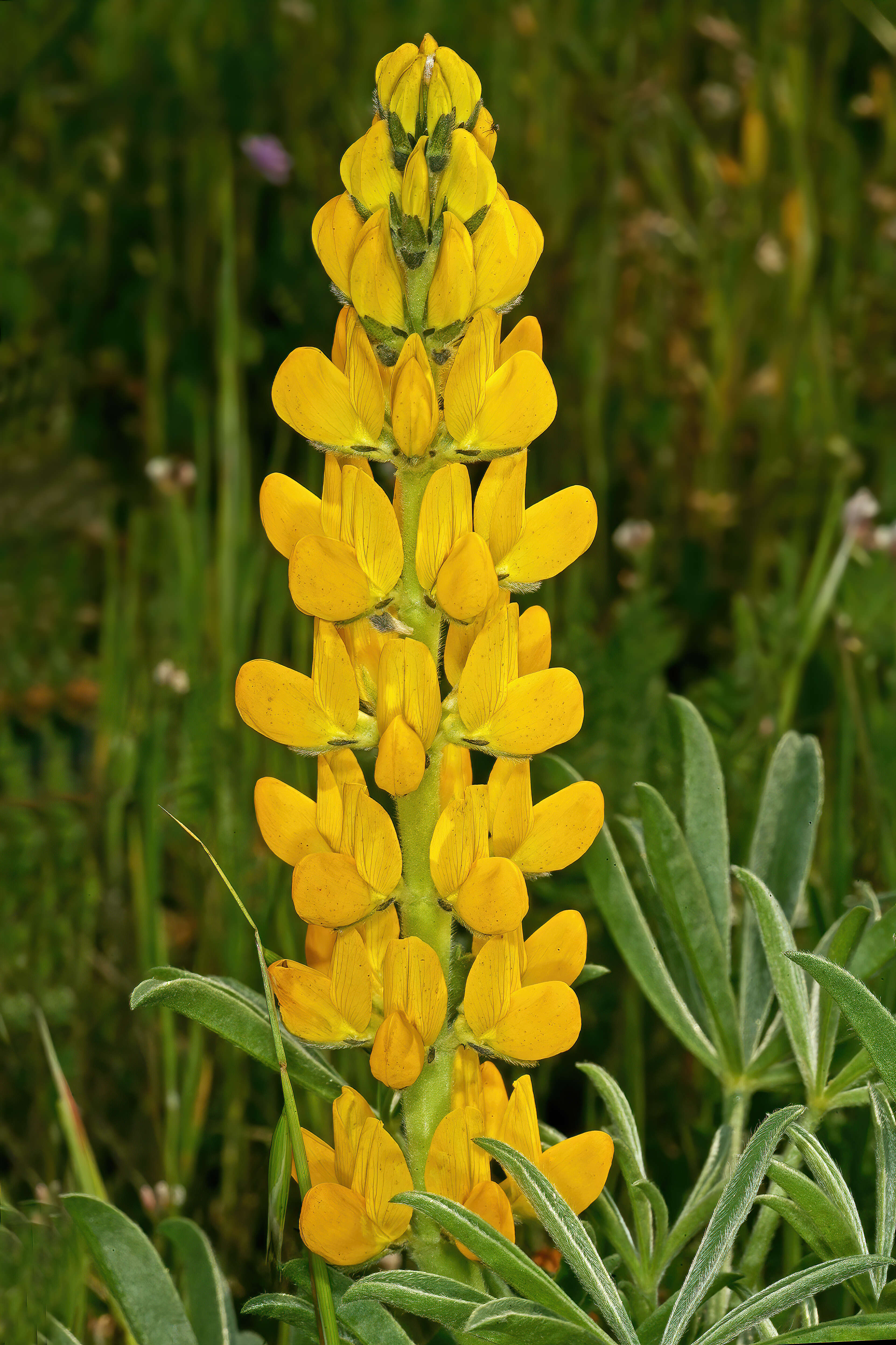 Image of European yellow lupine