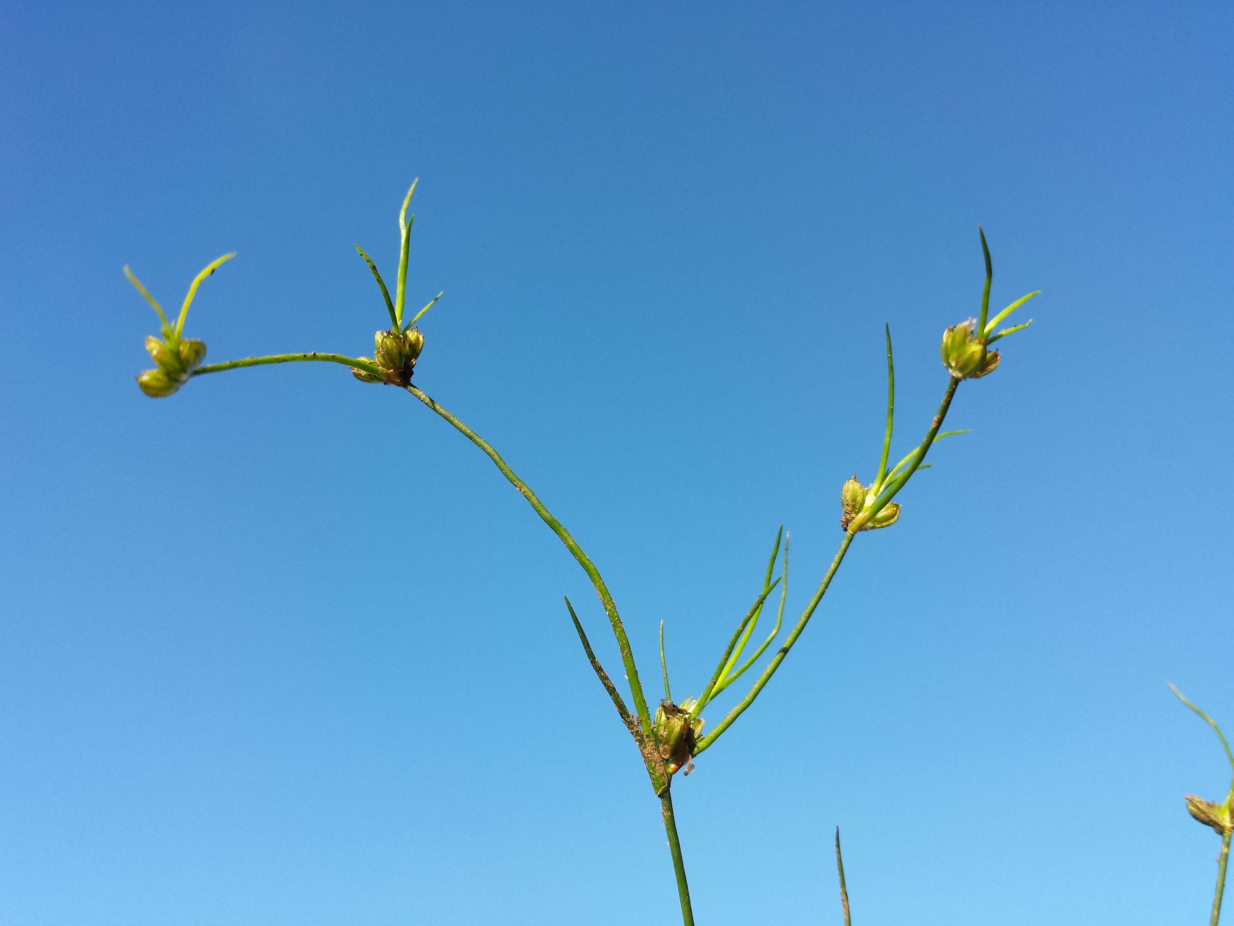 Juncus bulbosus L.的圖片